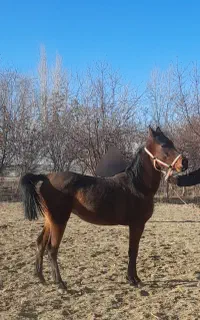 کره اسب مادیان