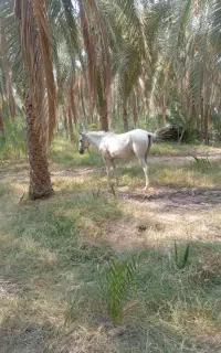 اسب عرب