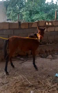 کره ماده ۵ ماه میباشد