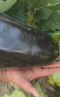 فروش بذر دستی هر اندازه بخوایین