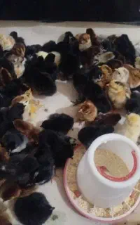 جوجه محلی و مرند قرسی