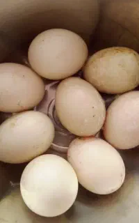 تخم نطفه دار اردک