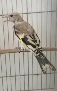 جوجه سهره دارابی ب شرط نر
