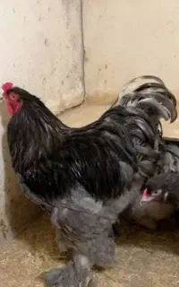خروس برهما اصل