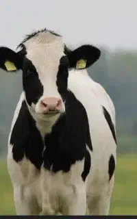 کارگر گاوداری