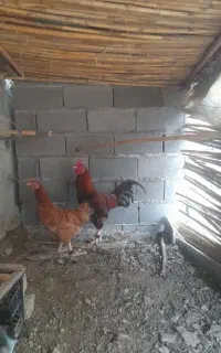 خروس‌دورگ