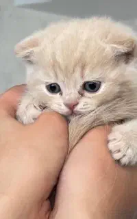 غذای گربه پت چی ده کیلویی