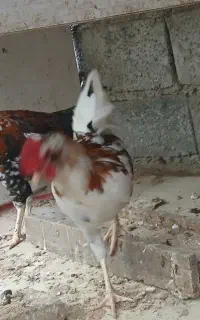 فروش ۳ عدد خروس گلین لری