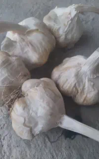 سیر دینور
