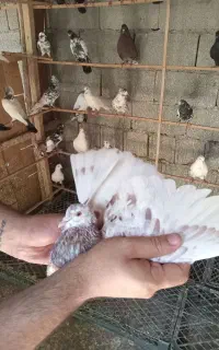 کبوتر پرشی