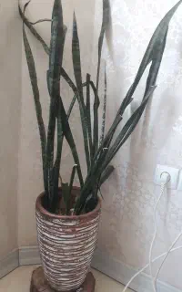 گل سانسوریا