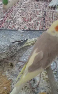 عروس هلندی