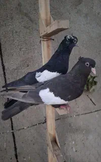 کبوتر سرک سیاه