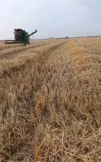 یک هکتارو نیم کاه دارم توافقی