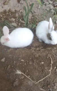خرگوش