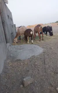 میش قوچ چینی