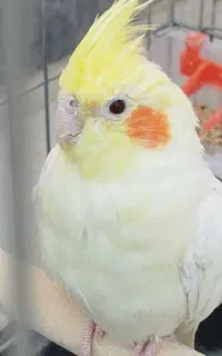 عروس هلندی نر