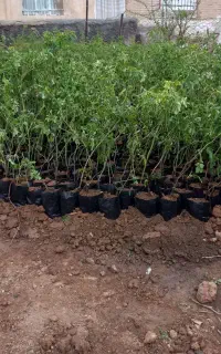 نهال گل محمدی سه ساله نایلکس  عطری مخصوص گلابگیری