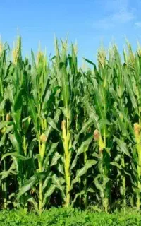 مشاوره تغذیه گیاه، اصلاح خاک و تامین کود تخصصی