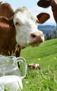 شیر گاو پرُچرب کیلو ۶۰