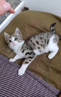 واگذار میگردد
