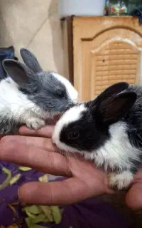 بچه خرگوش