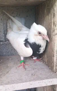 طوقی
