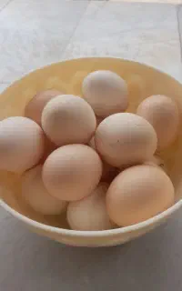 تخم مرغ محلی