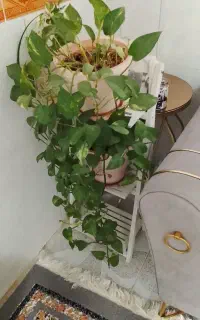 استند گل