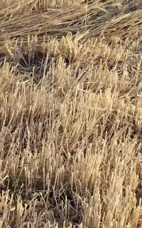 فروش سوارجال گندم برا گوسفند