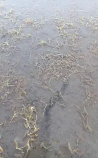 30 کیلو برنج چلتوک واسه فروش