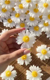 شمع گل بابونه