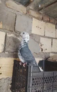 موکت