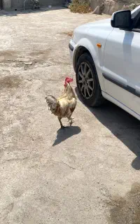 مرغ و خروس