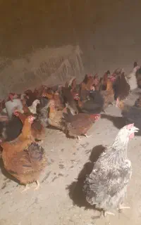 مرغ جوان تخم گذار