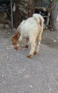 کهره نر