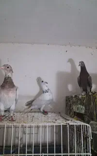 ۳تا جوجه دورگ