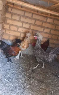 مرغ و خروس سلطان