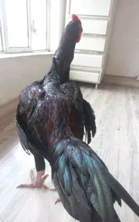 فروش حیوانات مزرعه