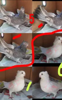 کبوتر کاکل سفید شن