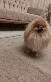پامر نر خالص با شناسنامه