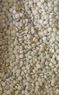 عدس ریز ارگانیک