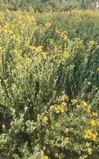 شاهسپران تازه در باغ