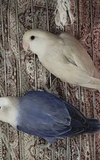 کوتوله برزیلی فروش نقد