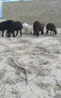 بره ماده