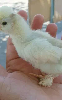 جوجه سلطان کاکلی پاپر