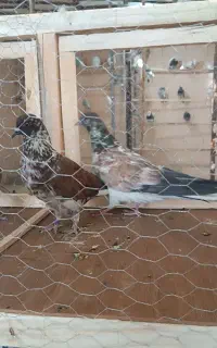 فروش کبوتر پرشی