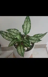 اگلونما