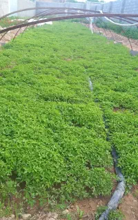 نشا گوجه فرنگی