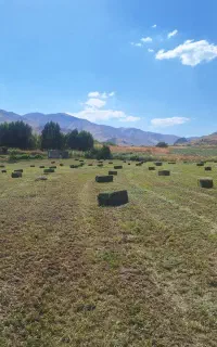 ۱۲۰۰ بسته یونجه چین سوم و چهارم  بسته یک متری